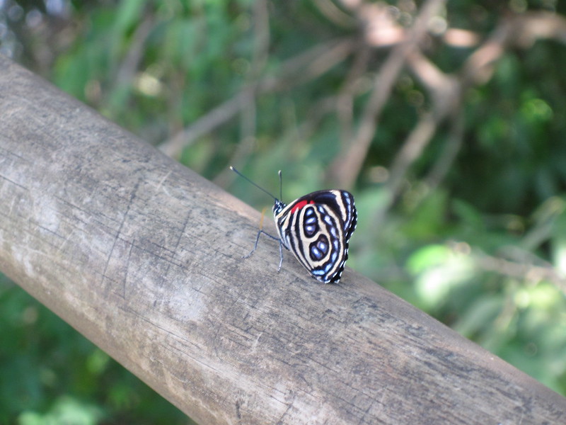 Argentinian Iguazú Falls