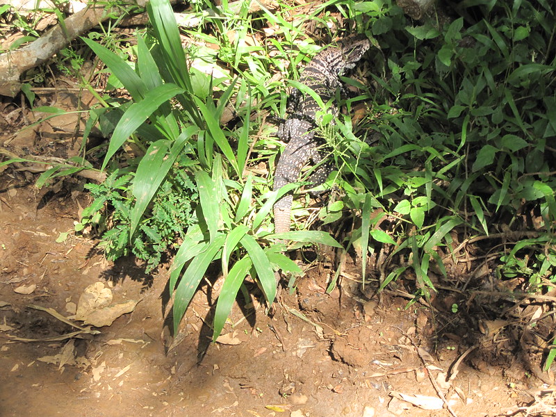 Argentinian Iguazú Falls