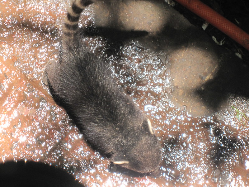 Argentinian Iguazú Falls
