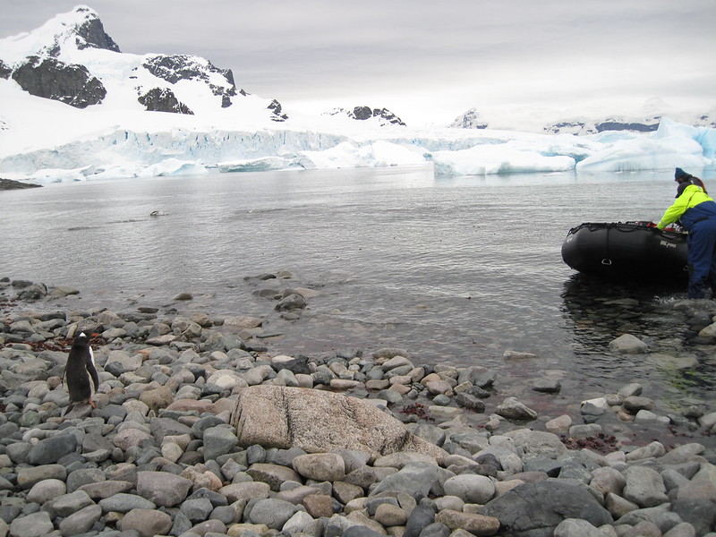 Supervised boarding, Cuverville Island