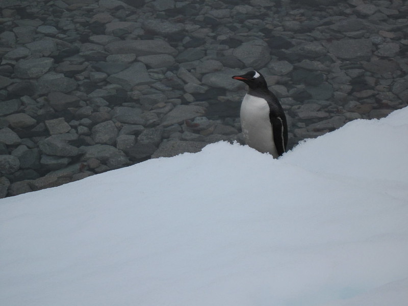 Lazarus departs? Kerr Point / Ronge Island