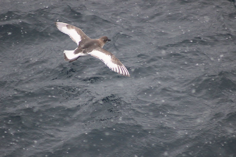 Antarctic Convergence snow bird