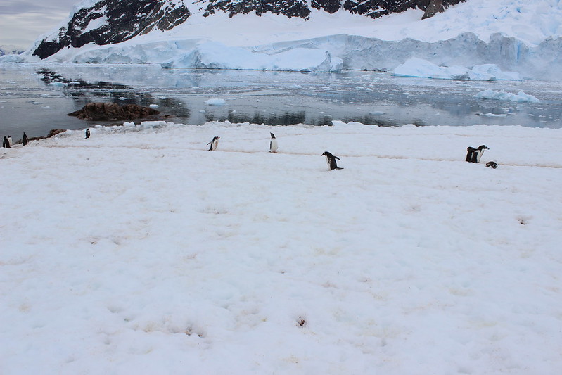 Rush hour on the penguin highway, Neko Harbour