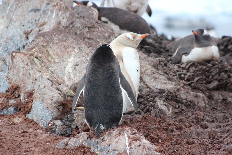 Gonzalez Videla Station