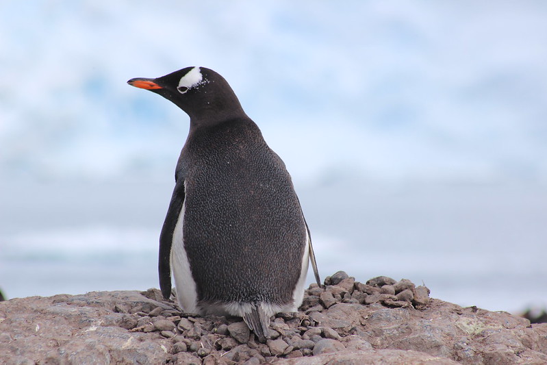 Gonzalez Videla Station