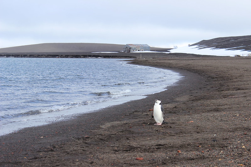 We were not alone - Whalers Bay