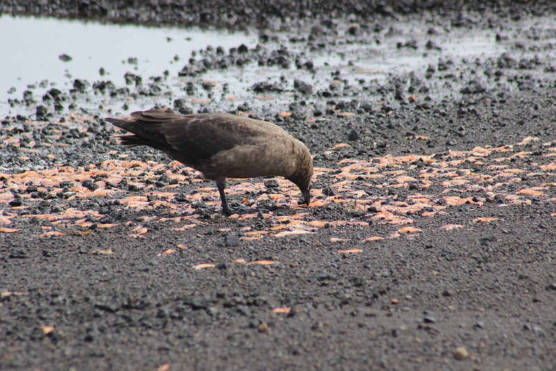 Deception Island - Telephon Bay