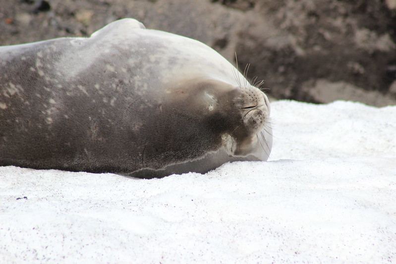 Deception Island - Telephon Bay