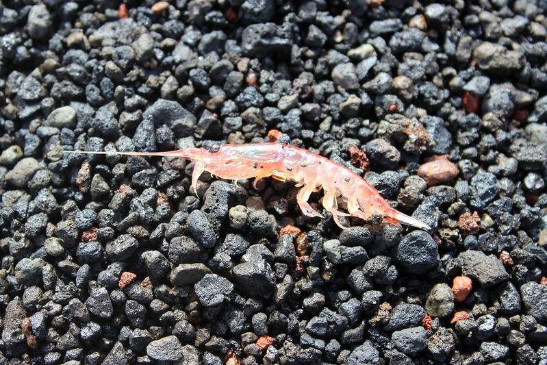 Deception Island - Whalers Bay