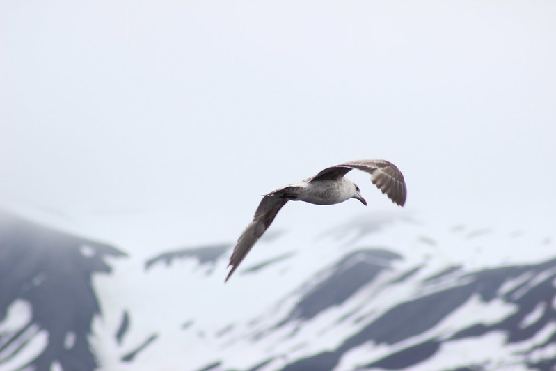 Deception Island - Telephon Bay