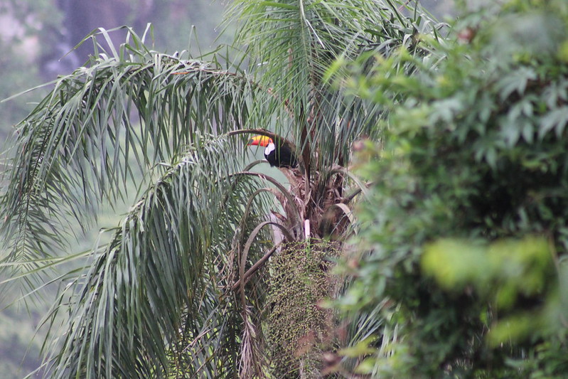 A distant Toucan Brazilian Iguaçu Falls