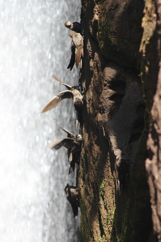 Argentinian Iguazú Falls