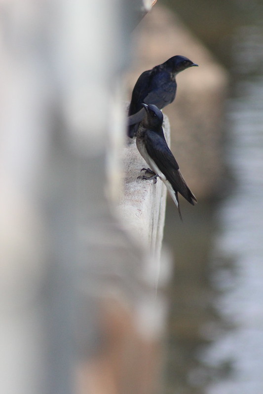 Argentinian Iguazú Falls