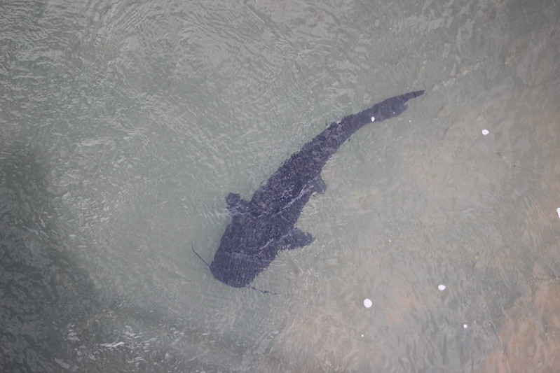 Argentinian Iguazú Falls