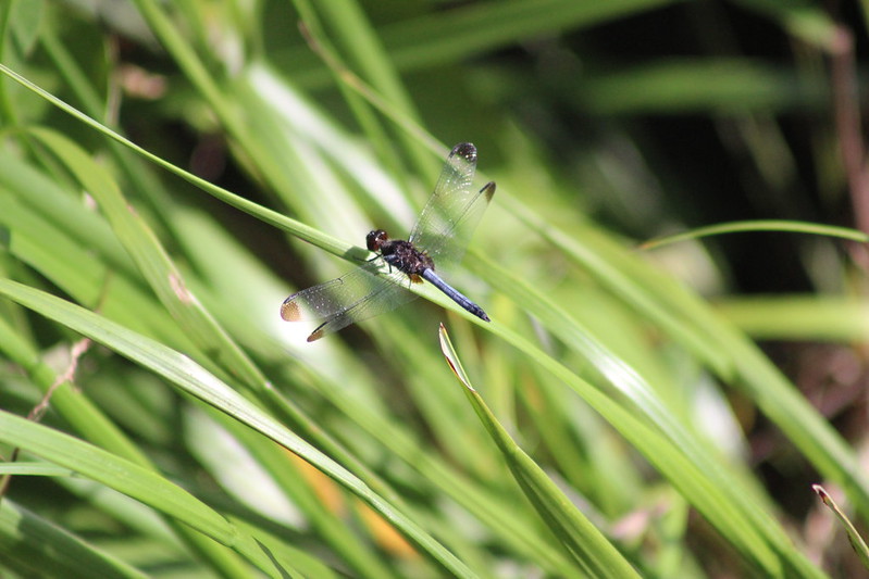 Argentinian Iguazú Falls