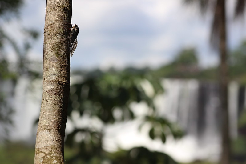 Argentinian Iguazú Falls