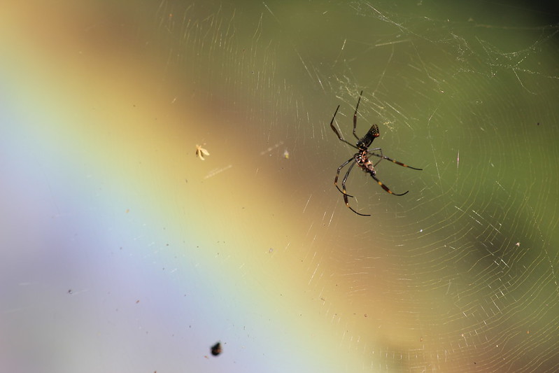 Argentinian Iguazú Falls