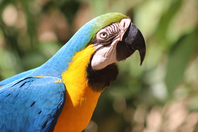 Iguaçu Parque Das Aves