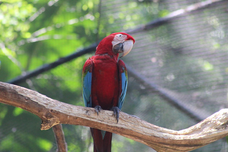 Iguaçu Parque Das Aves