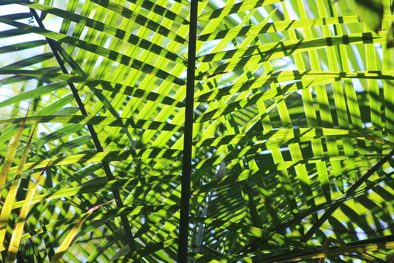Iguaçu Parque Das Aves