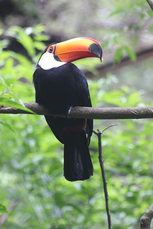 Iguaçu Parque Das Aves
