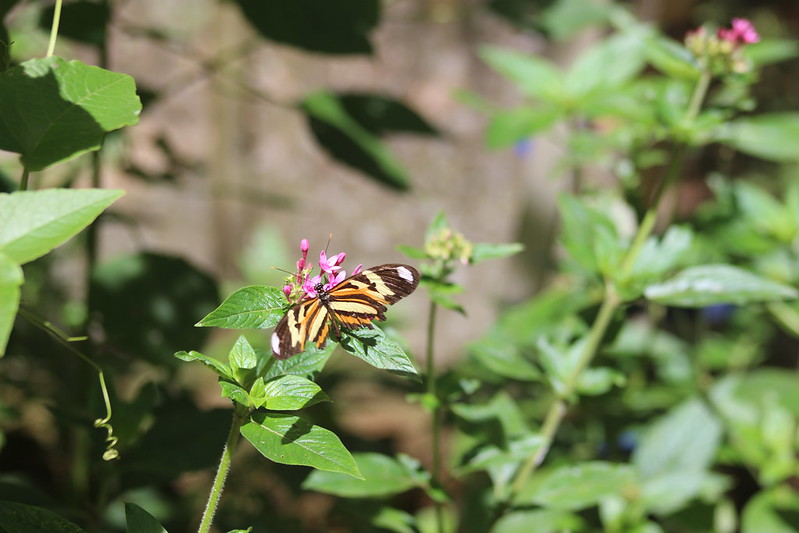 Iguaçu Parque Das Aves