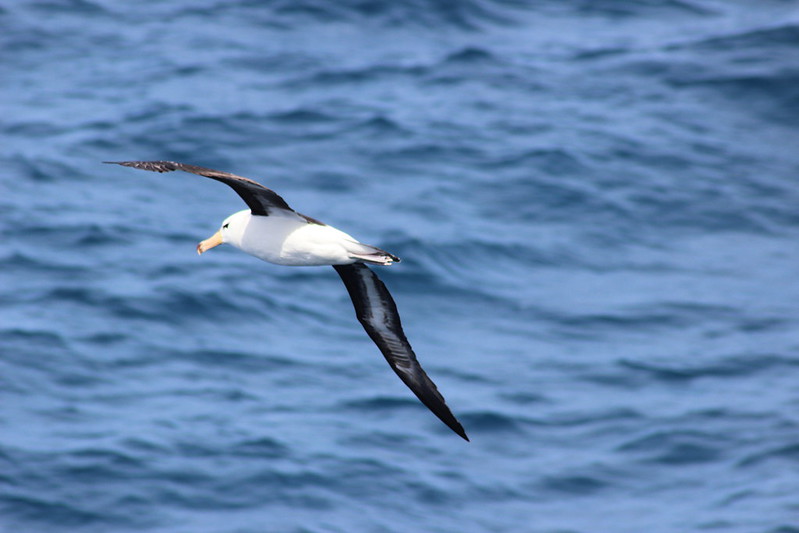 Drake Passage Day 2