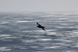 By the wings of dreams