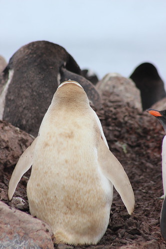 Leucistic Penguin | Gonzalez Videla Station