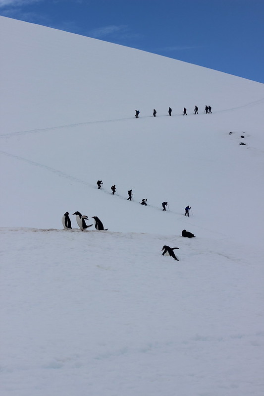 Penguins and People walking their respective highways, Cuverville Island