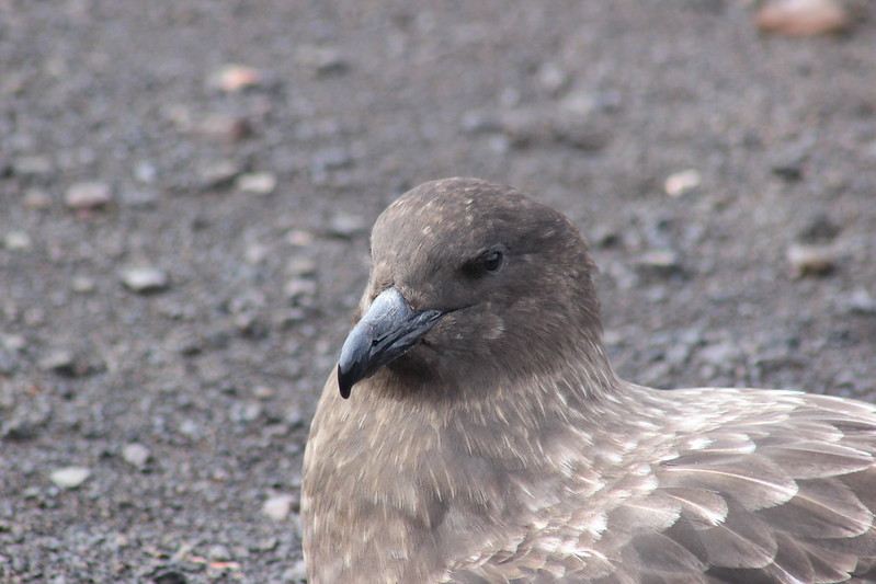 Deception Island - Telephon Bay