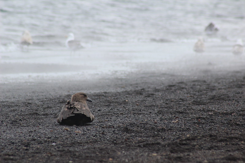 The Drip - Deception Island - Telephon Bay