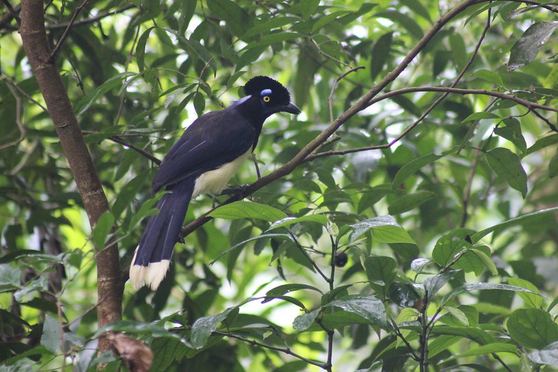 Brazilian Iguaçu Falls
