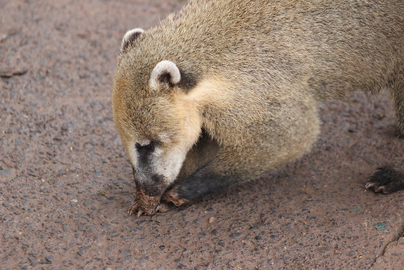Brazilian Iguaçu Falls
