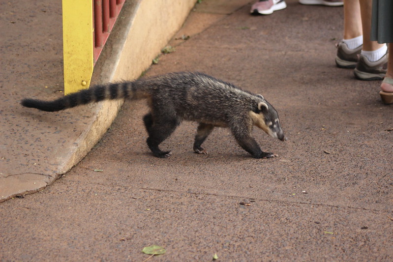 Brazilian Iguaçu Falls