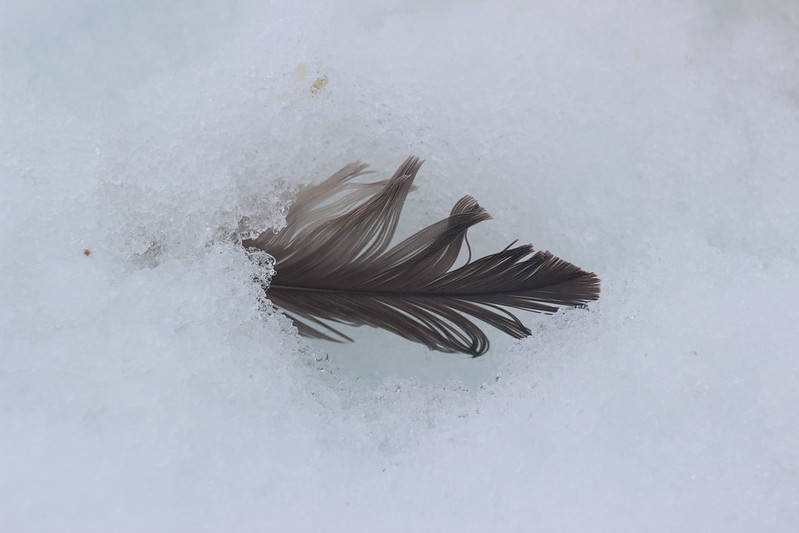 Shed feather, not a buried penguin! Neko Harbour