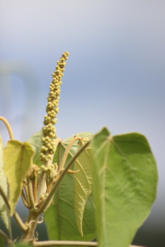 Argentinian Iguazú Falls
