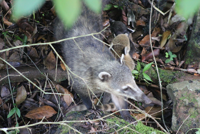 Argentinian Iguazú Falls