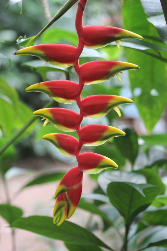 Iguaçu Parque Das Aves