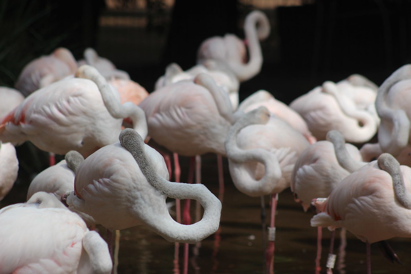 Iguaçu Parque Das Aves