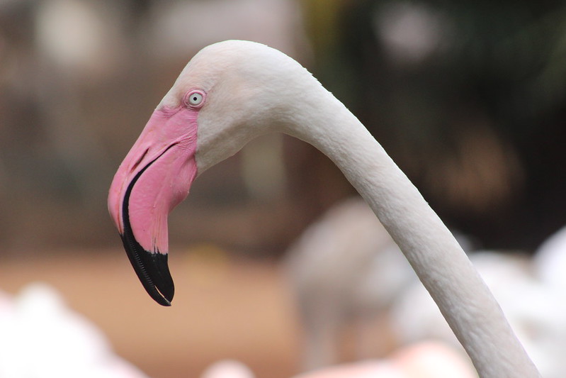 Iguaçu Parque Das Aves