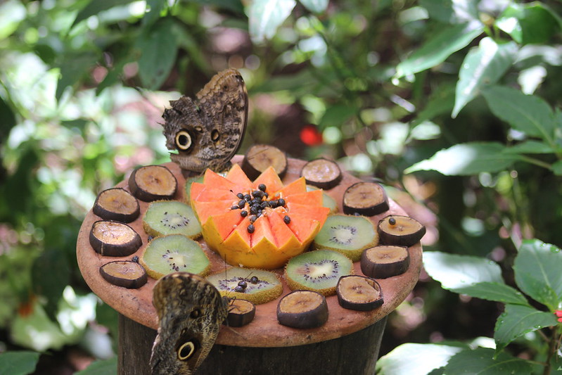Iguaçu Parque Das Aves