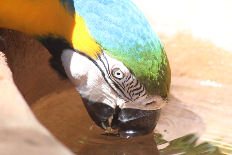 Iguaçu Parque Das Aves