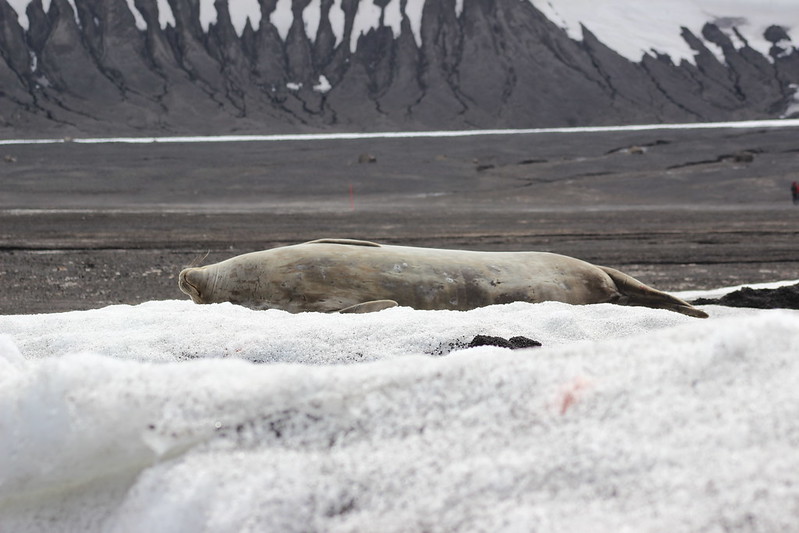 Deception Island - Telephon Bay