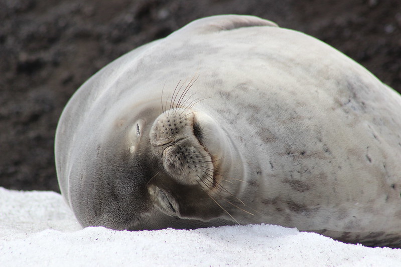 Deception Island - Telephon Bay