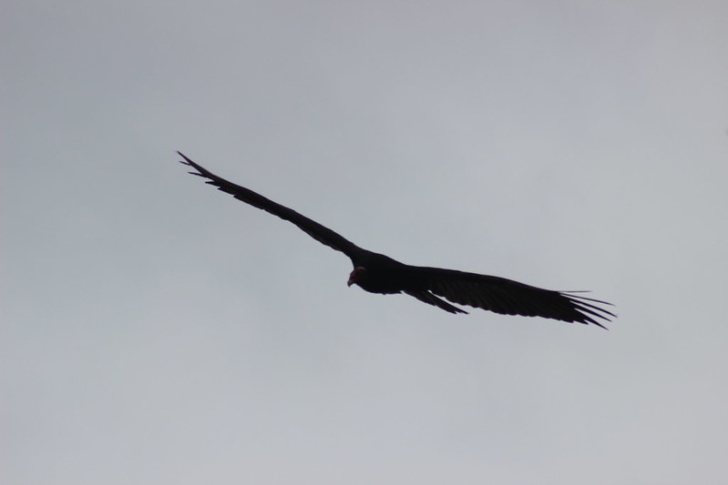 Brazilian Iguaçu Falls