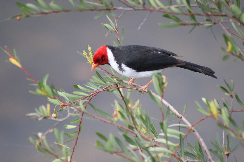 Argentinian Iguazú Falls