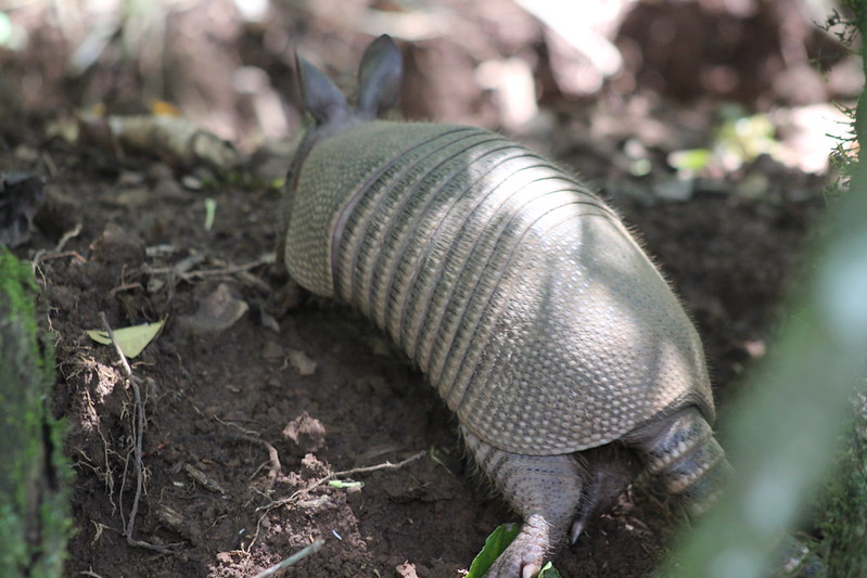 Argentinian Iguazú Falls