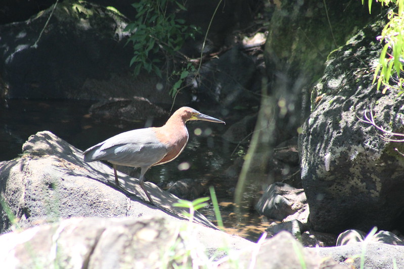 Argentinian Iguazú Falls