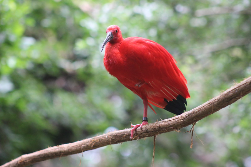 Iguaçu Parque Das Aves